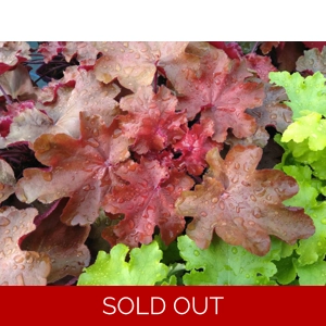 Heuchera 'Carmencita'